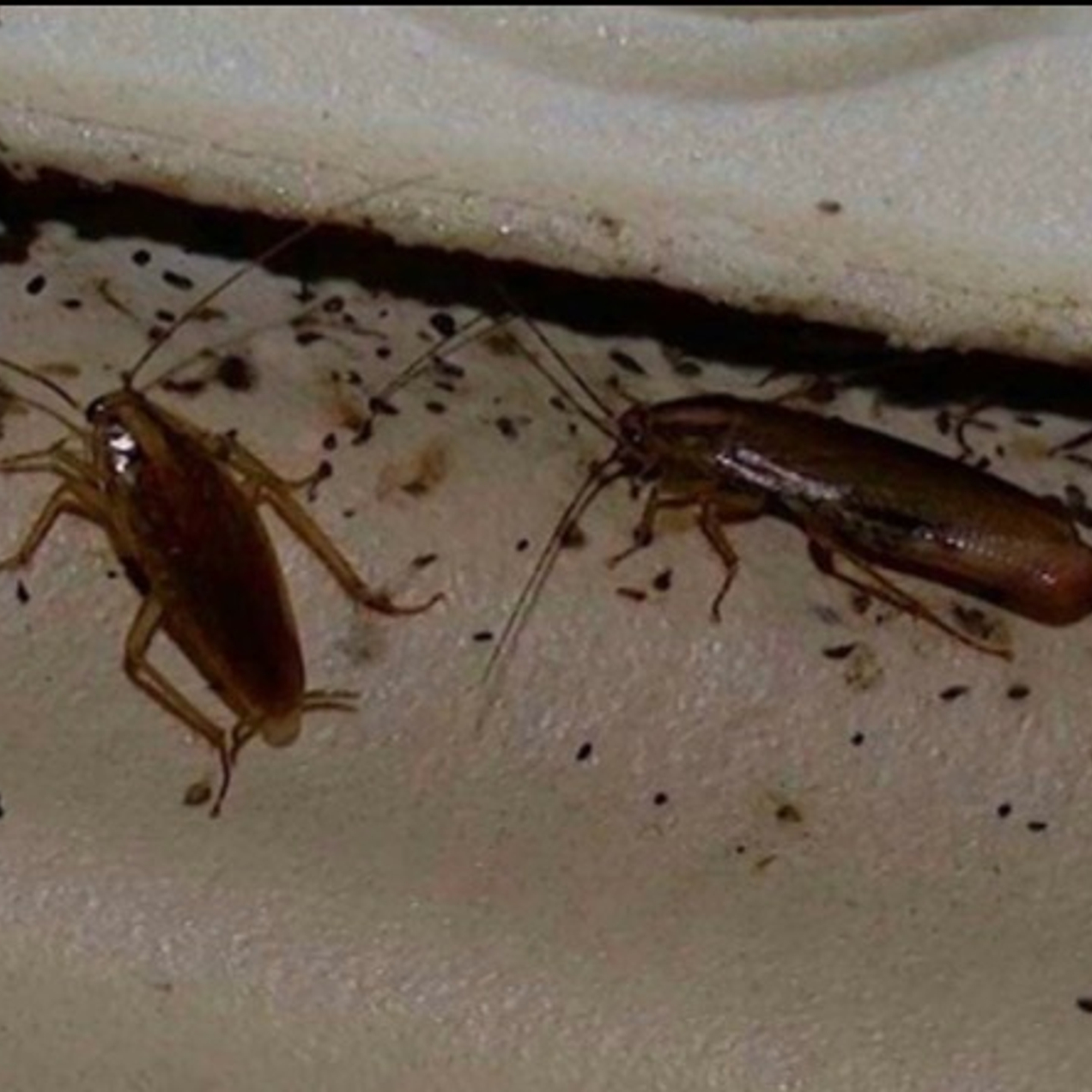 Профессиональная дезинфекция в Орехово-Зуево