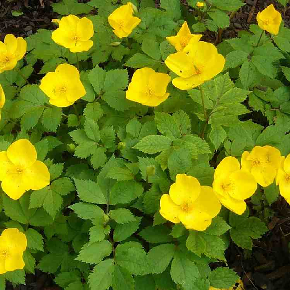 Мак лесной. Hylomecon vernalis.