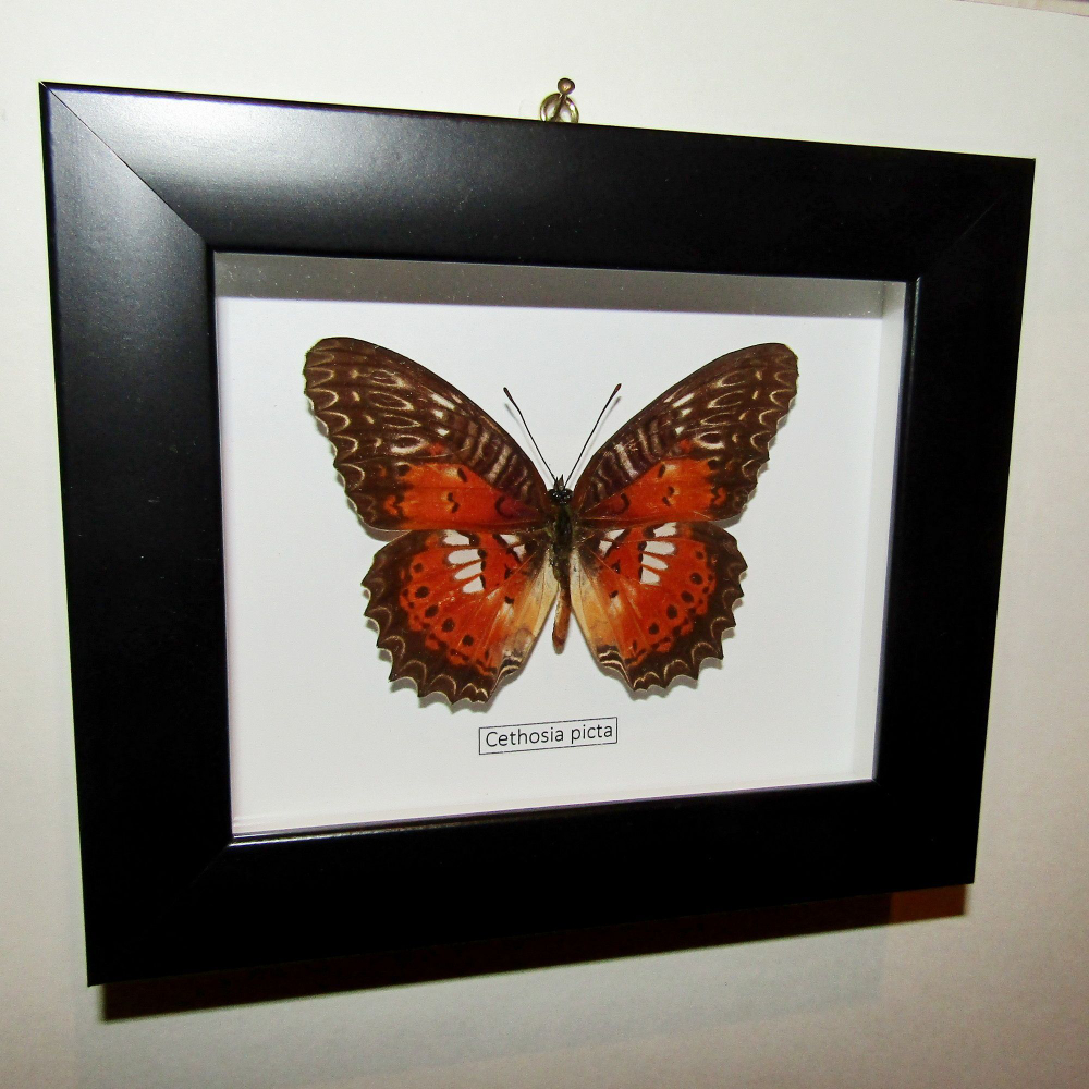 Бабочка Cethosia picta в рамке