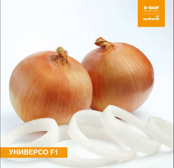 Лук репчатый Универсо F1 (Nunhems / Нюнемс) 1гр.