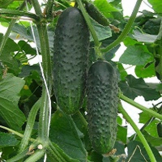 4097 F1 семена огурца партенокарпического (Seminis / Семинис) культура – фото 6