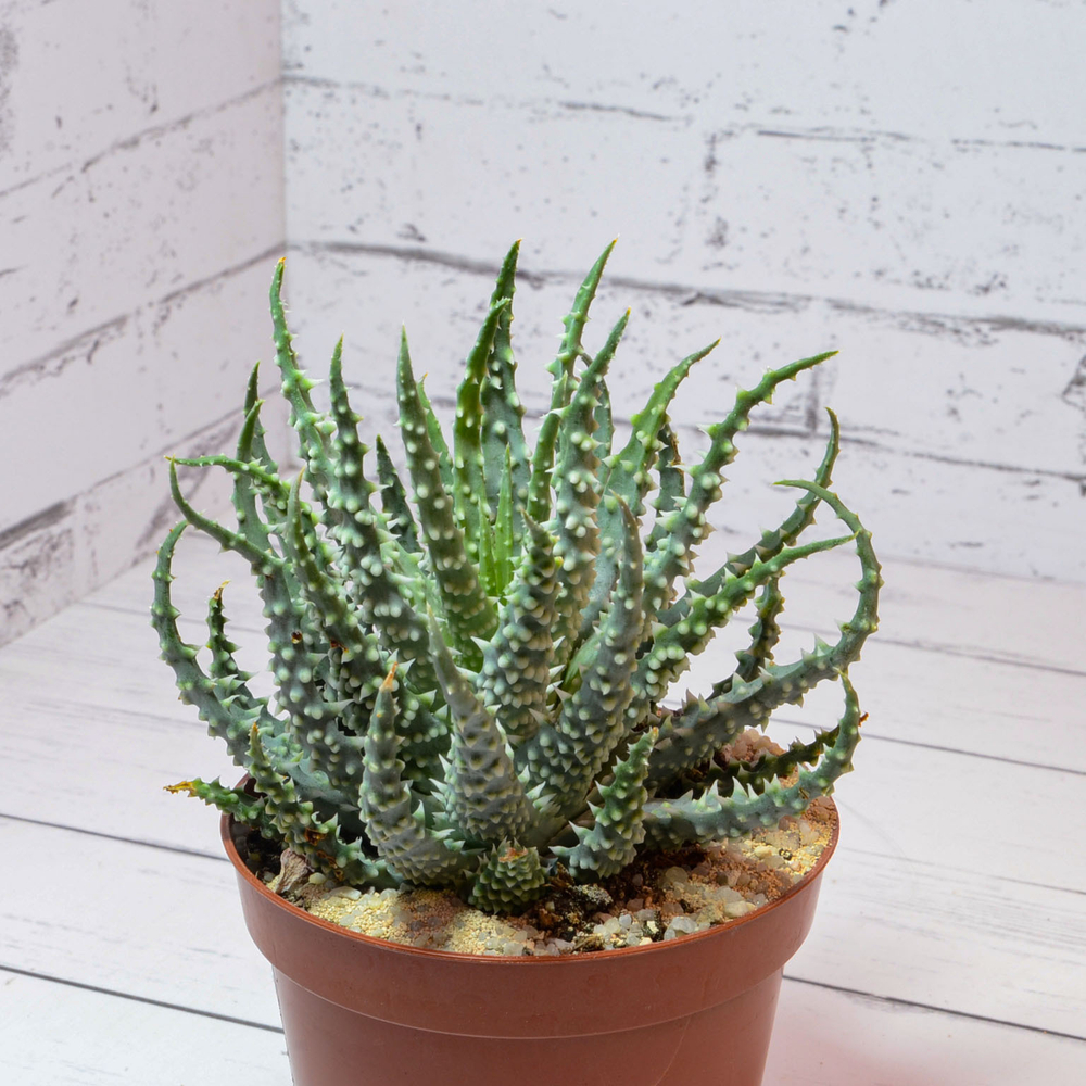 Aloe Humilis (Алоэ)