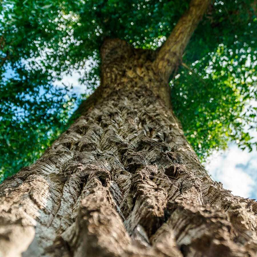 фото дуба-adonnis.ru