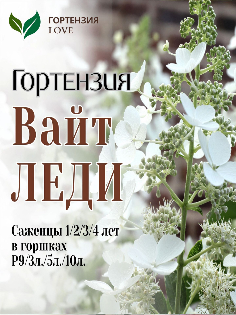 Вайт Леди гортензия метельчатая