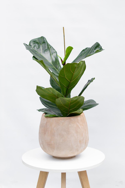 Кашпо Jaze Planter 29/25