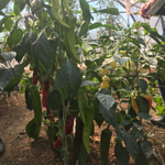 Тандер F1 семена перца острого (Rijk Zwaan / Райк Цваан)