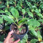 Хлорофитум SEDTHEE GAN THONG