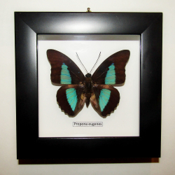 Бабочка Prepona eugenes в рамке