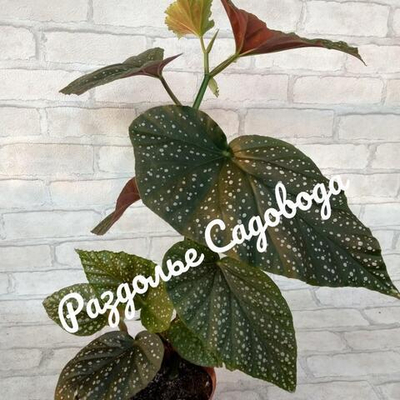 Бегония коралловая Люцерна