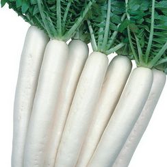 МАЙНОВАЗ САММЕР КРОС NO.3 F1 семена дайкона (Takii | Alexagro)