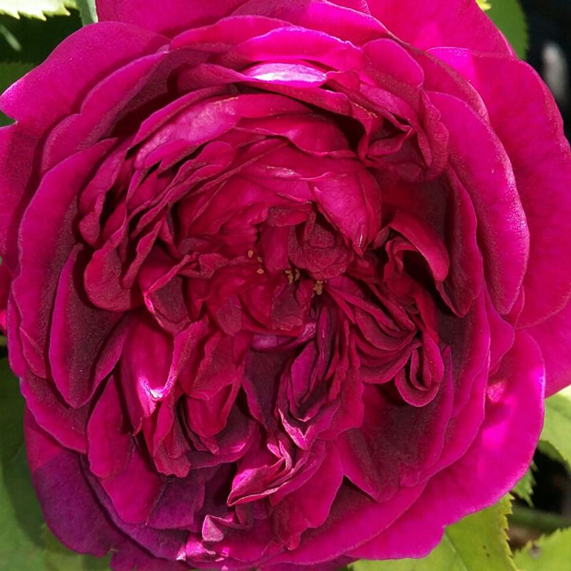 Роза английская кустовая Вильям Шекспир "William Shakespeare"