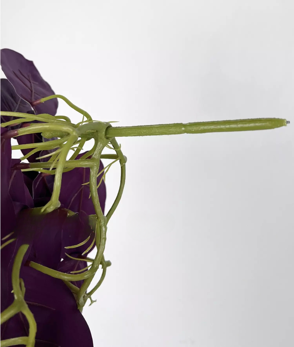 Калатея Маранта крупная