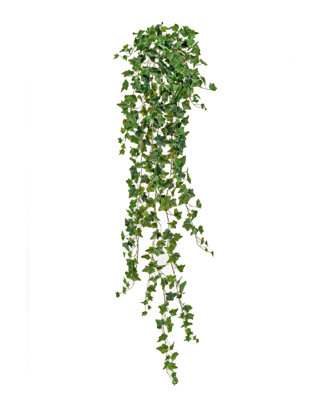 Английский плющ Олд Тэмпл зелёный Гигант в-170 см (423 листа) (Sensitive Botanic) 4/24 20.05170260N-L