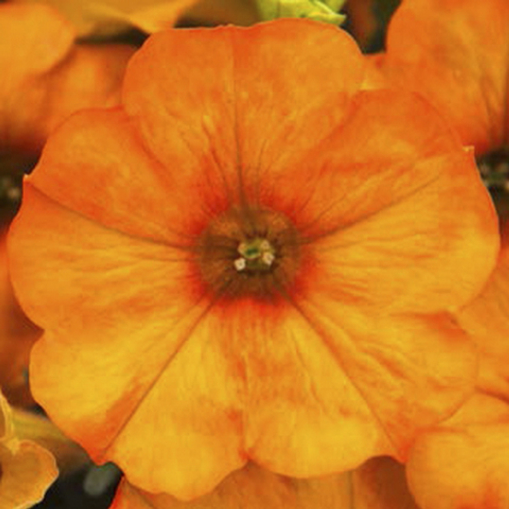 Петуния BEAUTICAL SUNSET ORANGE