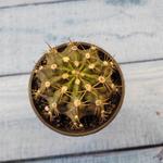 Gymnocalycium T-Rex hybride (Гимнокалициум T-rex)