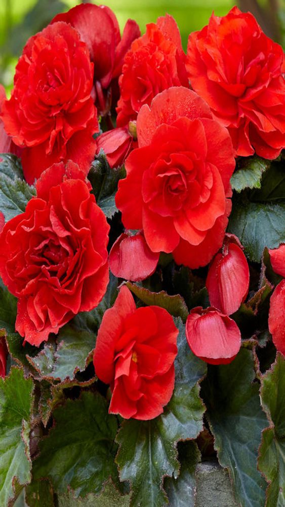 Бeгoния клубневая "ЖМ. Дaбл Рэд" 1шт, Нидерланды.