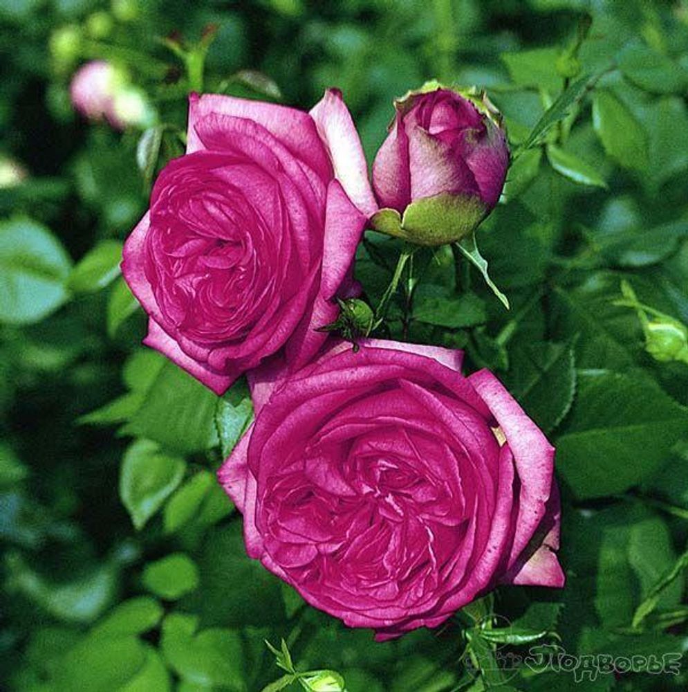 Роза чайно-гибридная Вальцертраум