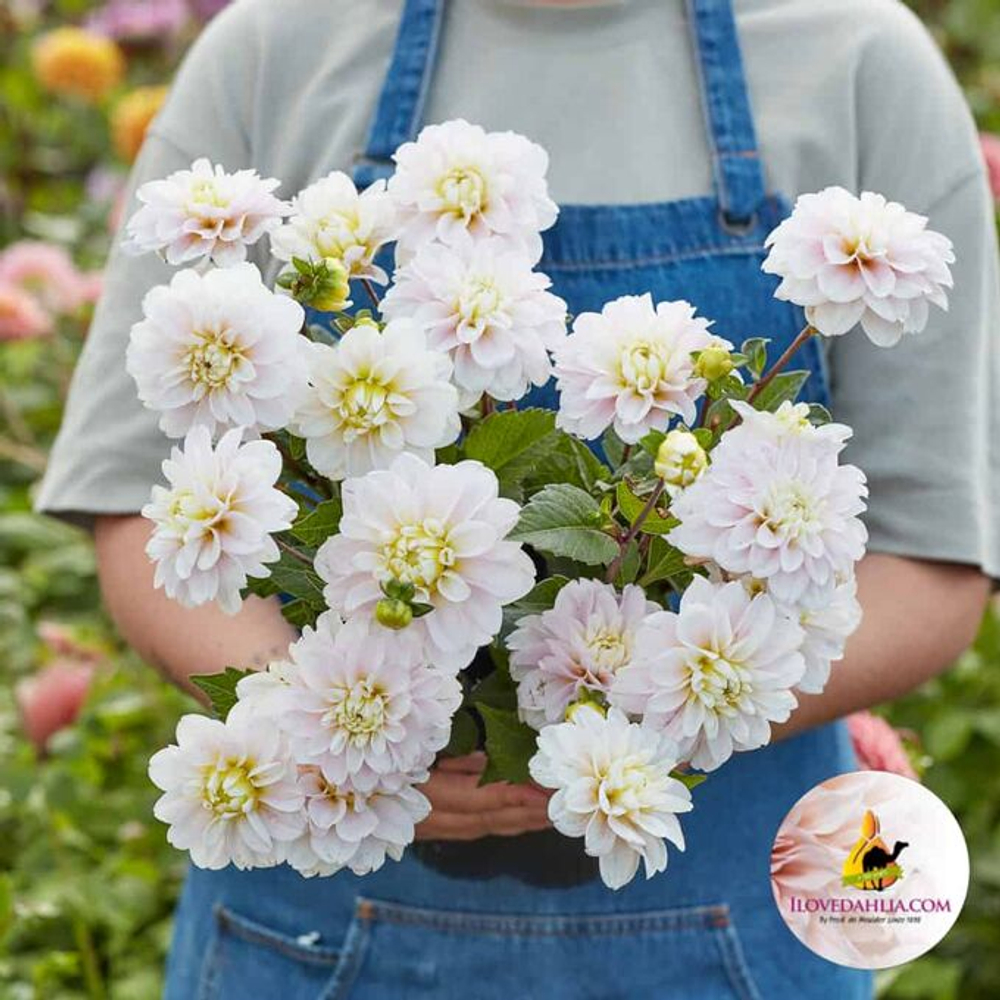 Георгин White Onesta (корень) Закупка М55 апрель 2026