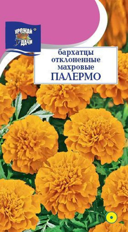Бархатцы Палермо