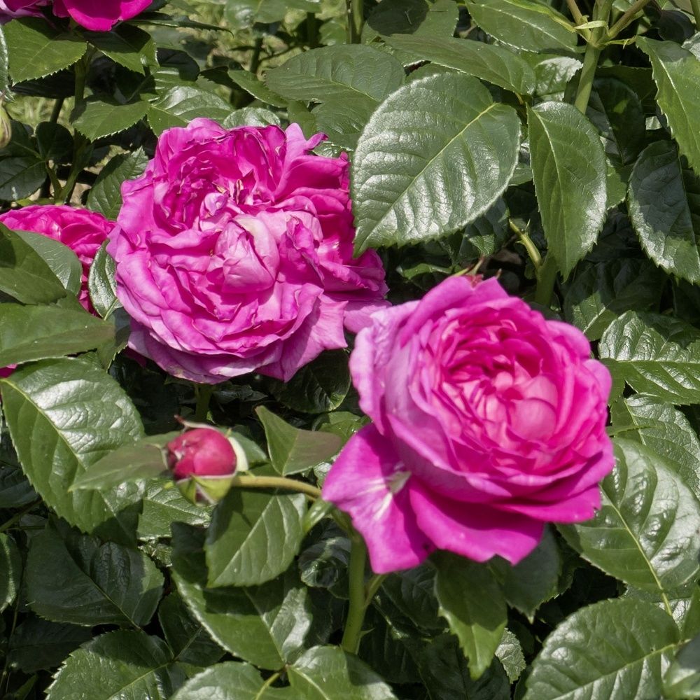 Анушка (Anuschka)