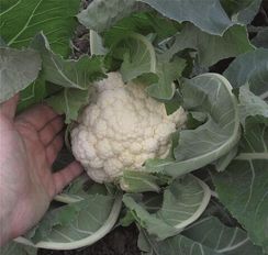 ГУДМАН семена капусты цветной (Bejo | Alexagro)