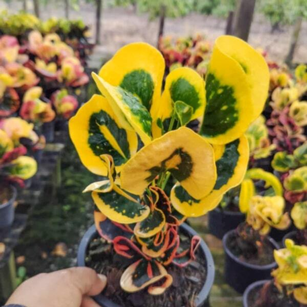 Кротон TAN TA WAN (V103)