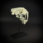 Megantereon на стойке