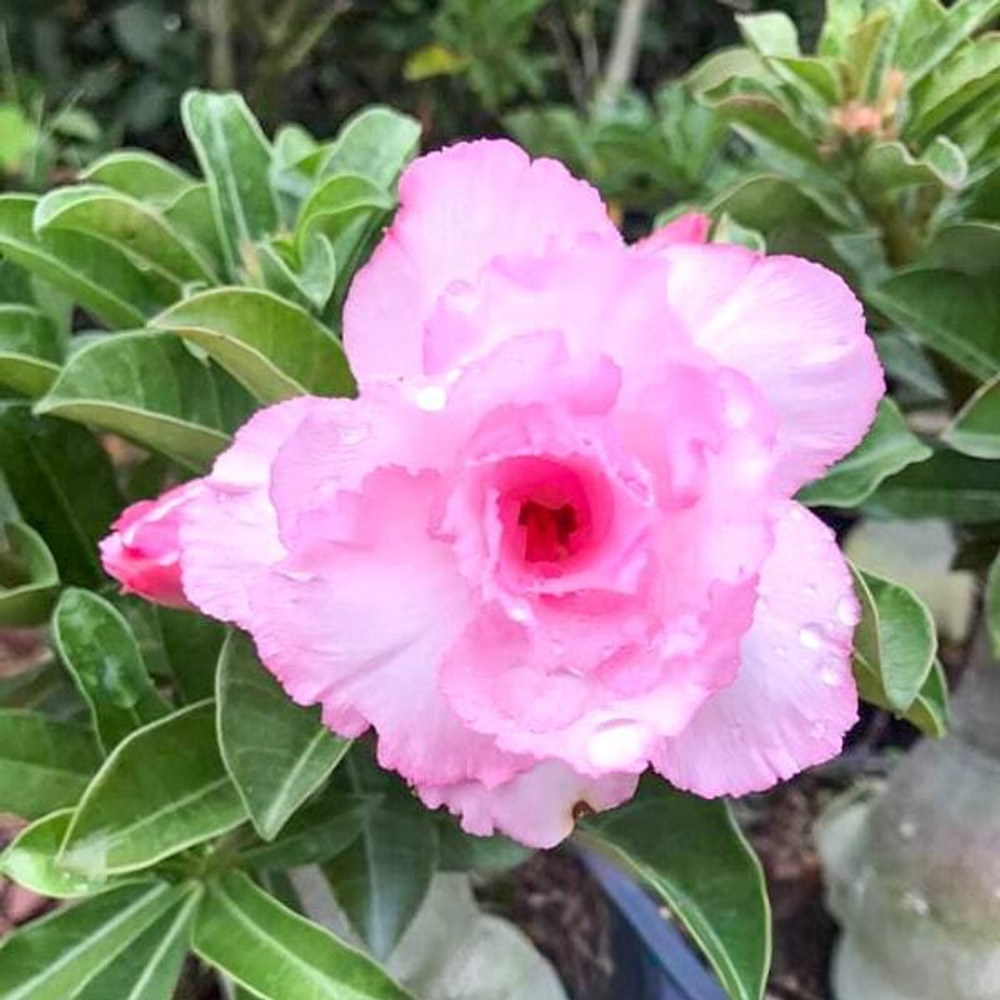 Адениум PINK PEARL