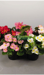 Бегония вечноцветущая SUPER OLIMPIA MIX