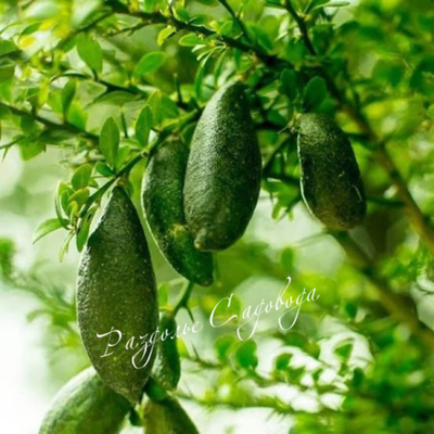 Цитрус Пальчиковый Лайм ( горшок 2 л)