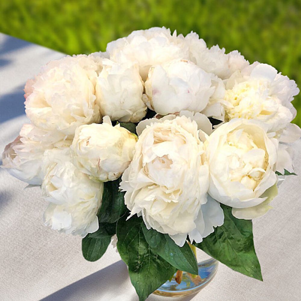 Пион Брайдл Шауэр 3-5 почек Закупка М81 октябрь 2026