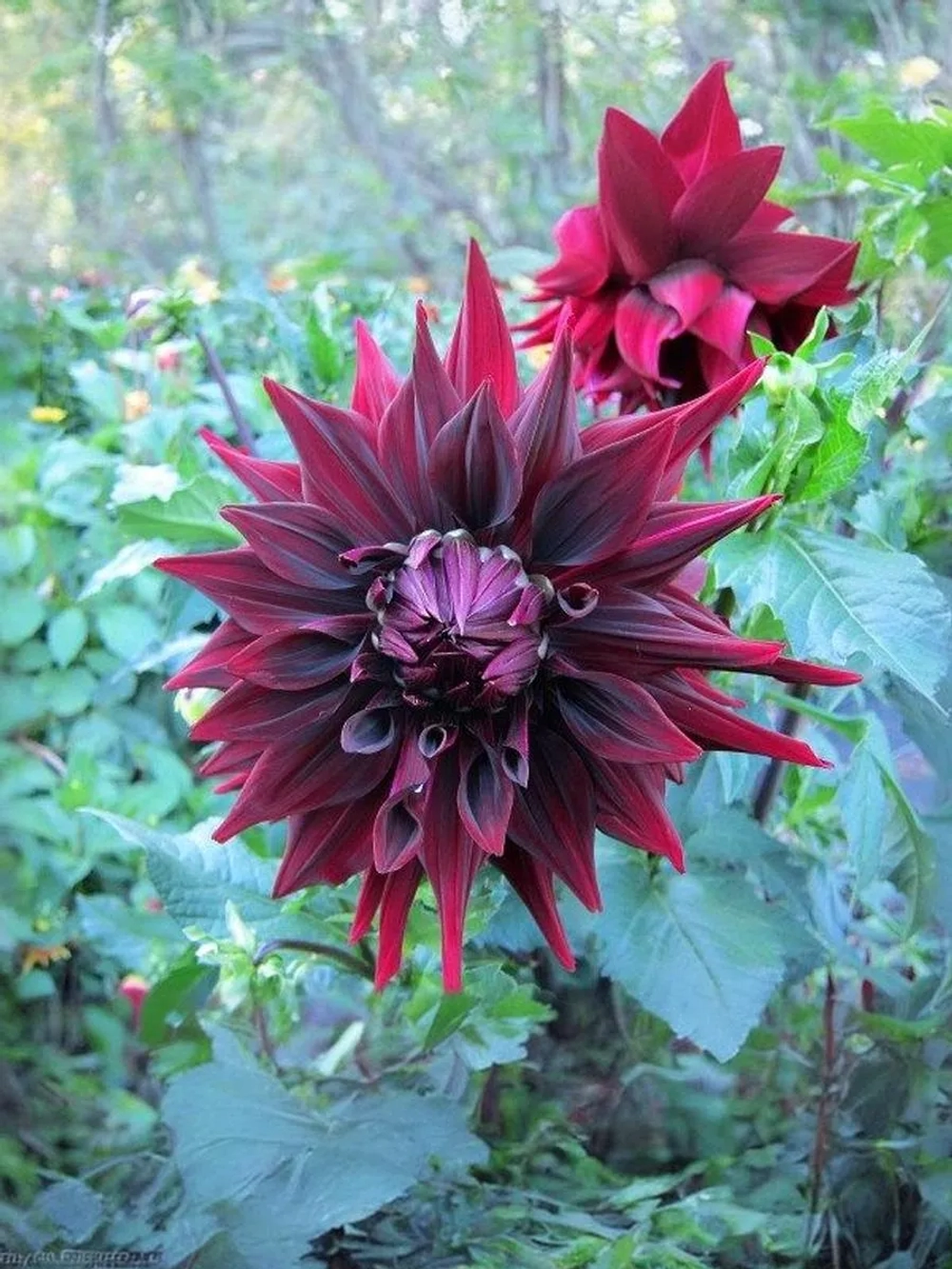 Георгин декоративный Бриджитт Алида