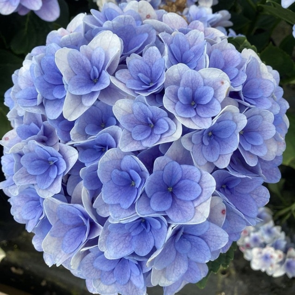 Florentina Blue/ Флорентина Блю