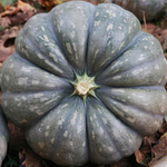 Тыква столовая Мраморная 15шт