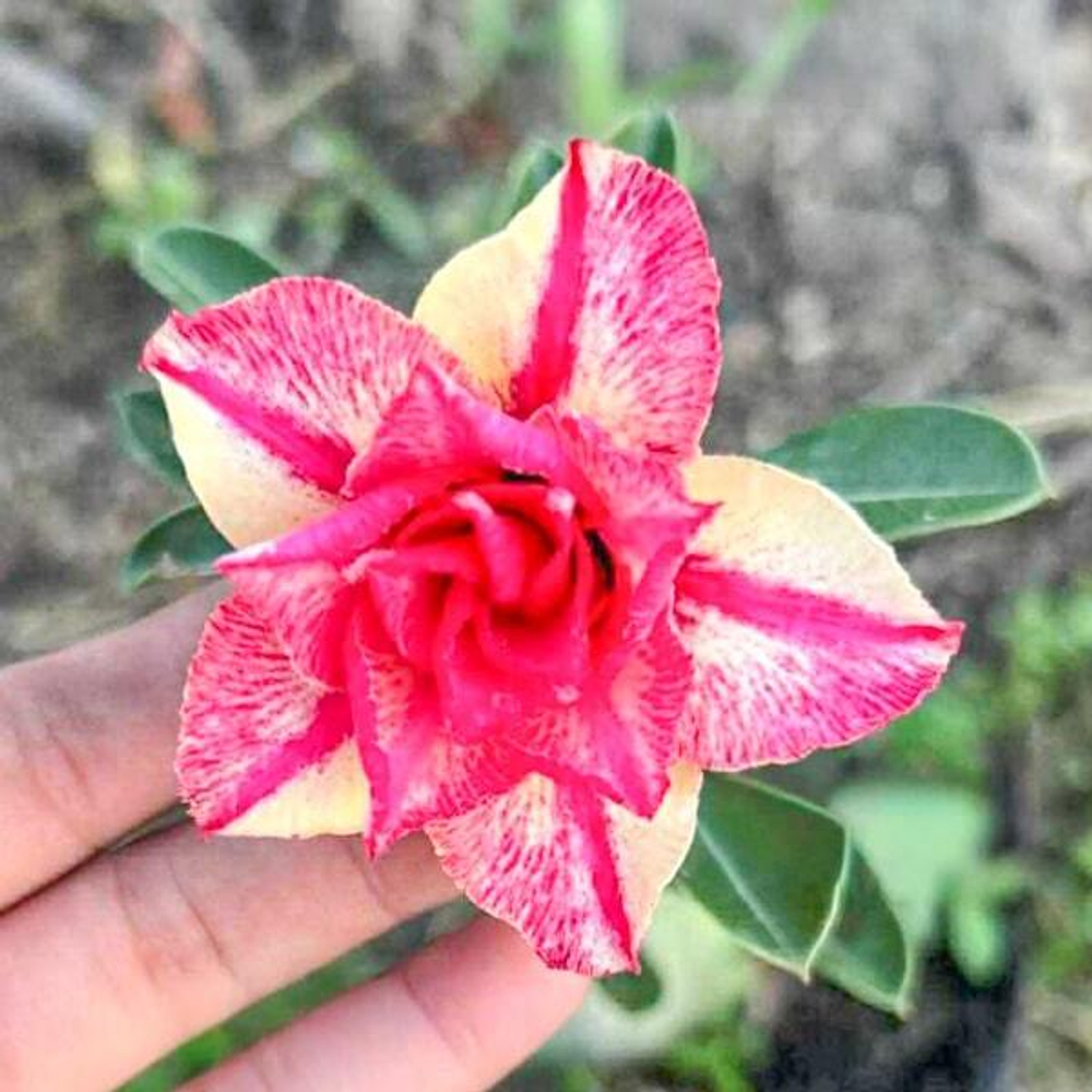 Адениум DAO NUEA – NORTH STAR