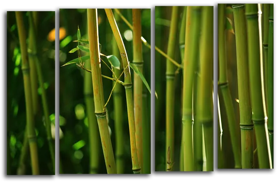 Модульная картина "Бамбук"