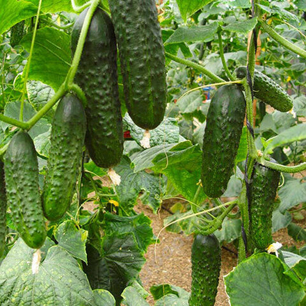 Семена огурца Проскор F1, Nunhems, 7 шт.