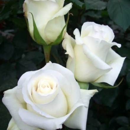 Роза Анастасия (чайно-гибридные) 3 года