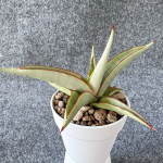 Сансевиерия CHAO PHRAYA