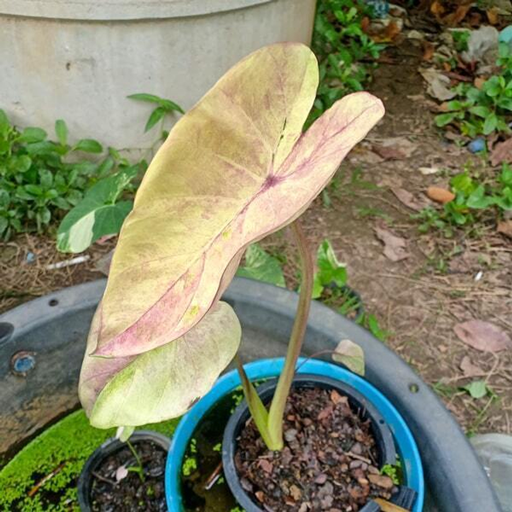 Колоказия PINK LOTUS