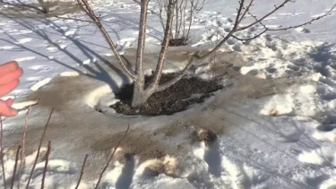 Подкормка для будущего урожая: как и зачем вносить золу в приствольные круги по снегу