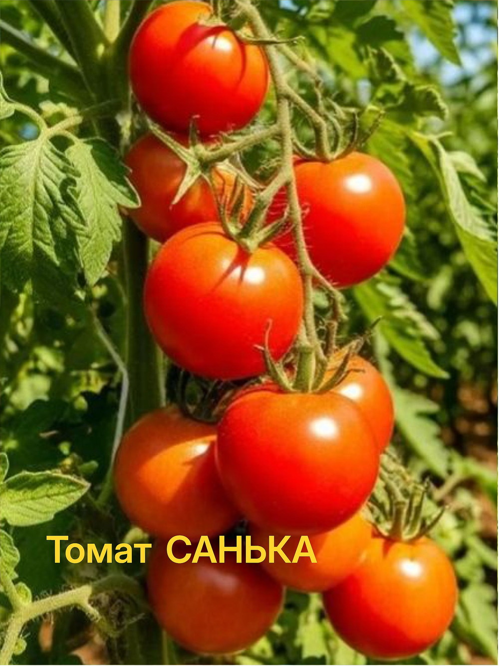 Томат Санька  25шт