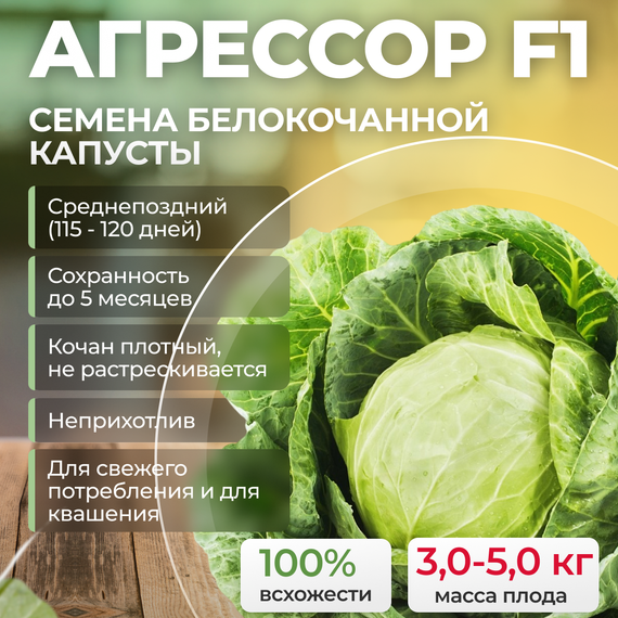 АГРЕССОР F1 семена капусты белокочанной (Syngenta) оптом – фото 1