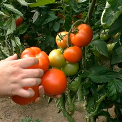 Адриатика F1 семена томата индетерминантного (Sakata / Саката)