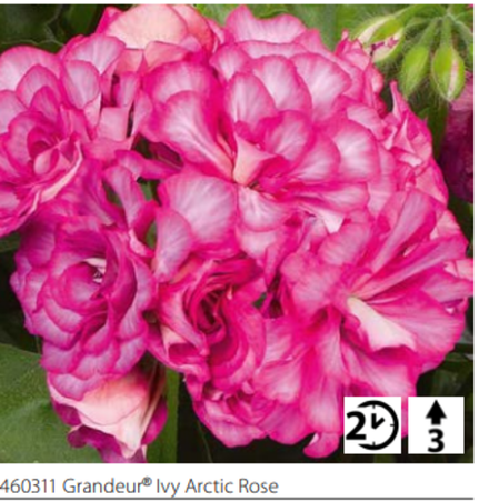 Пеларгония плющелистная Grandeur Arctic Rose ОКС укорененный черенок