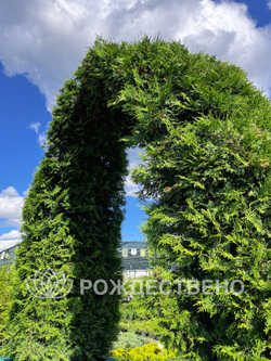 Туя западная Брабант Арка