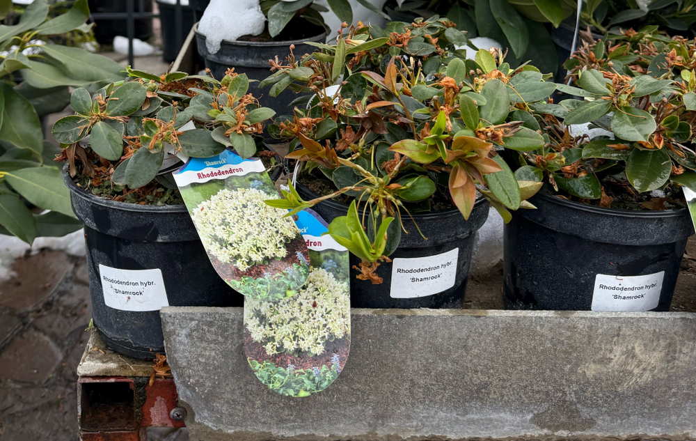 Рододендрон гибридный Shamrock (Шемрок)