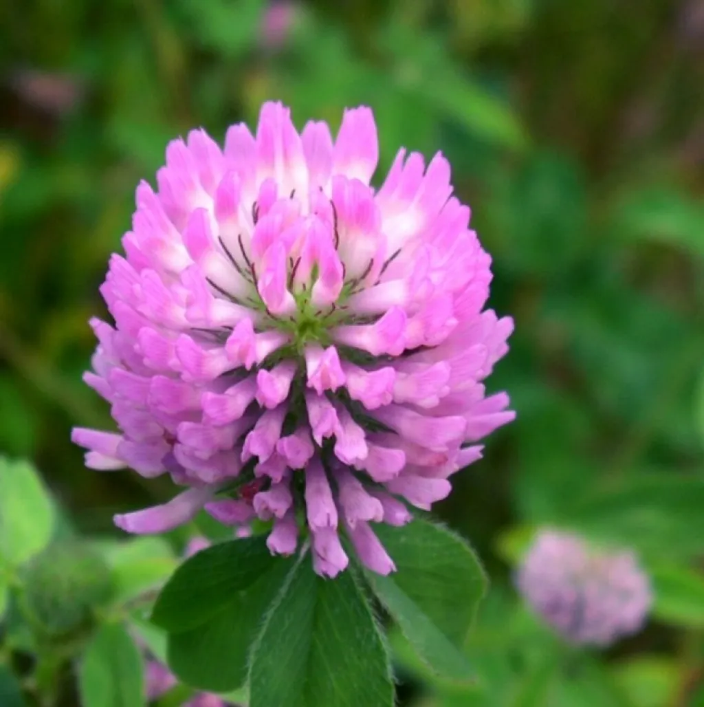 Клевер луговой