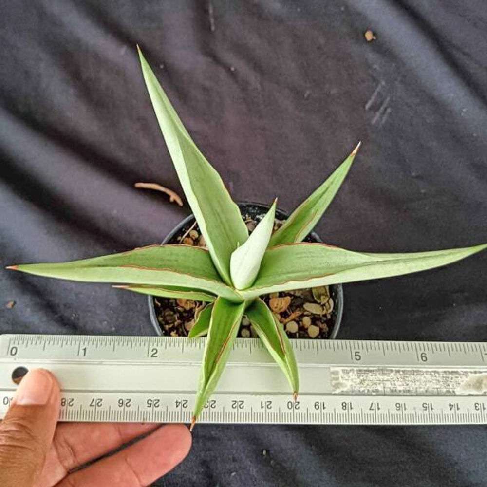 Сансевиерия SWAN DANCER