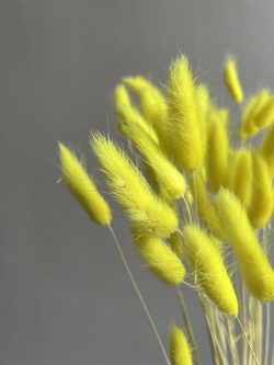 Лагурус желтый